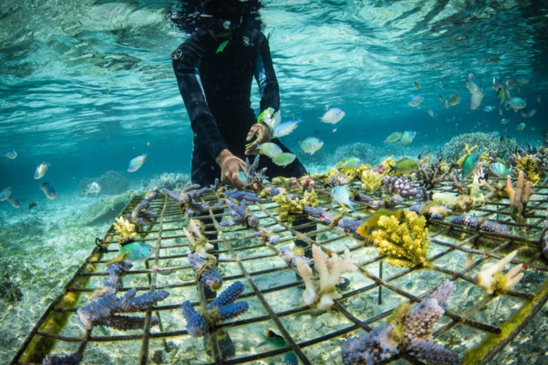 SamBoat s’engage pour la protection des coraux