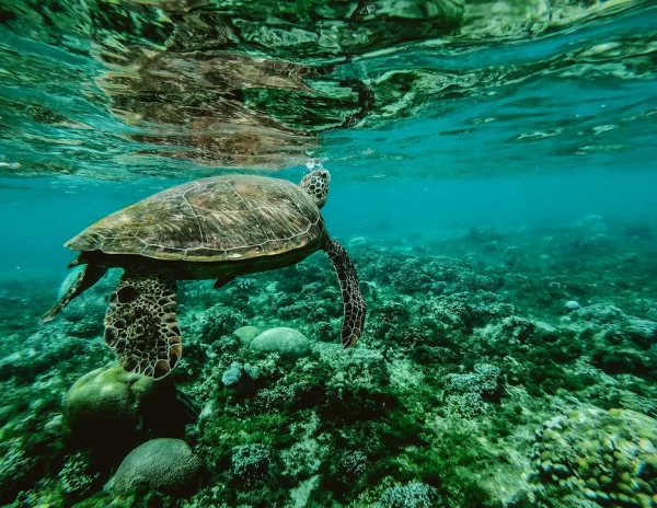 préserver les animaux marins, les écosystèmes marins et les récifs coralliens avec les crèmes solaires ocean friendly