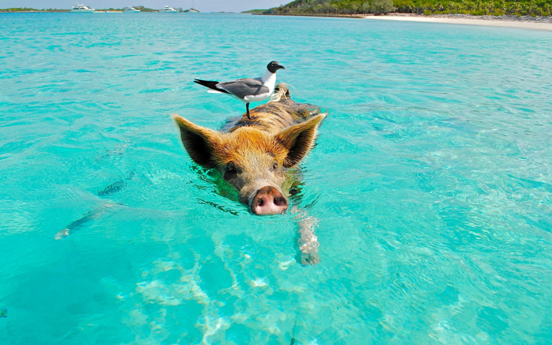 Nager avec des cochons dans les Exumas, Bahamas