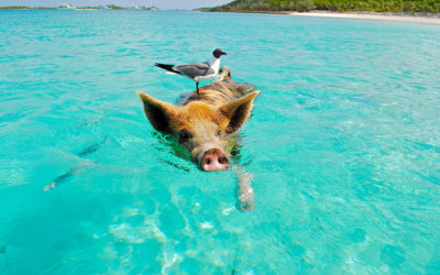 Nager avec des cochons dans les Exumas, Bahamas