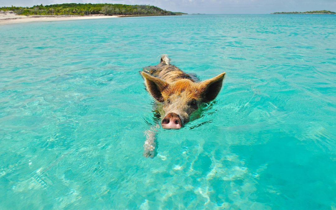 Excursions  locales et sorties en bateau aux Bahamas