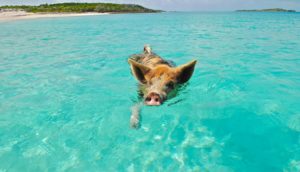 bahamas-pig