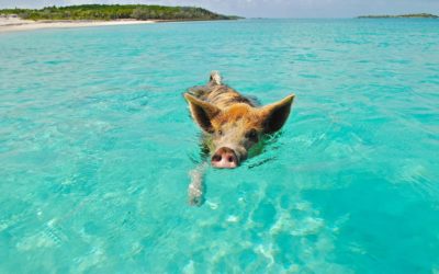 Excursions  locales et sorties en bateau aux Bahamas