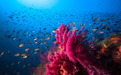 Location de bateau et plongée sous-marine en Sardaigne