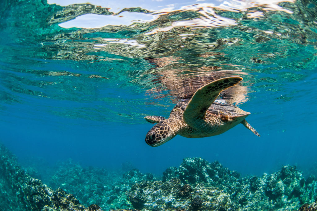 Tortue marine nageant au-dessus d'un récif