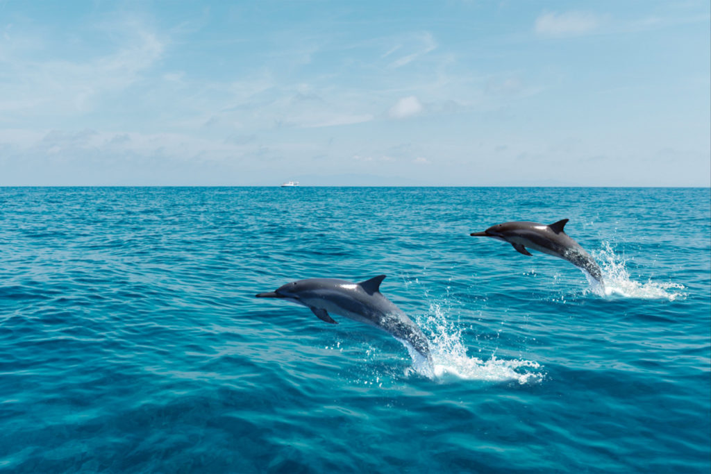 Deux dauphins sautant hors de l'eau