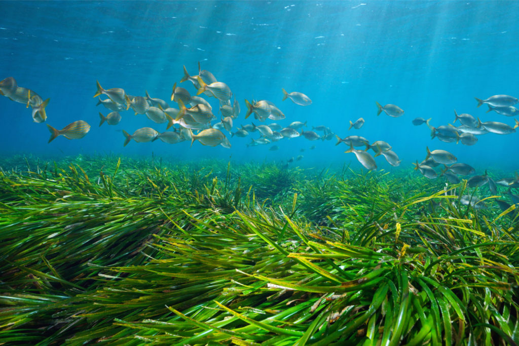 Banc de poissons au-dessus d'un herbier de posidonie