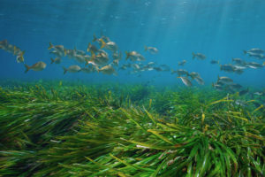 Herbier de posidonie en Méditerranée, essentiel à la biodiversité marine
